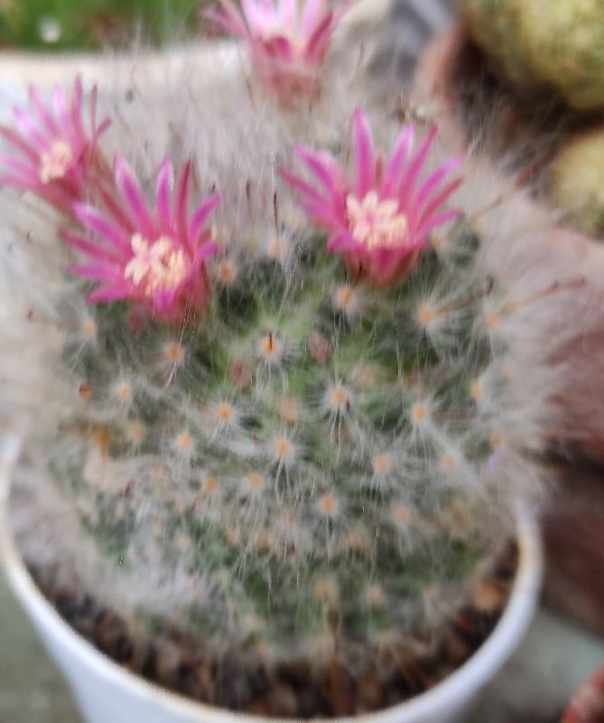 Mammillaria_bocasana_Poselger.jpg